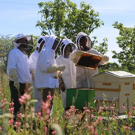La Mellifera Séjour chez l'habitant Cernay-les-Reims